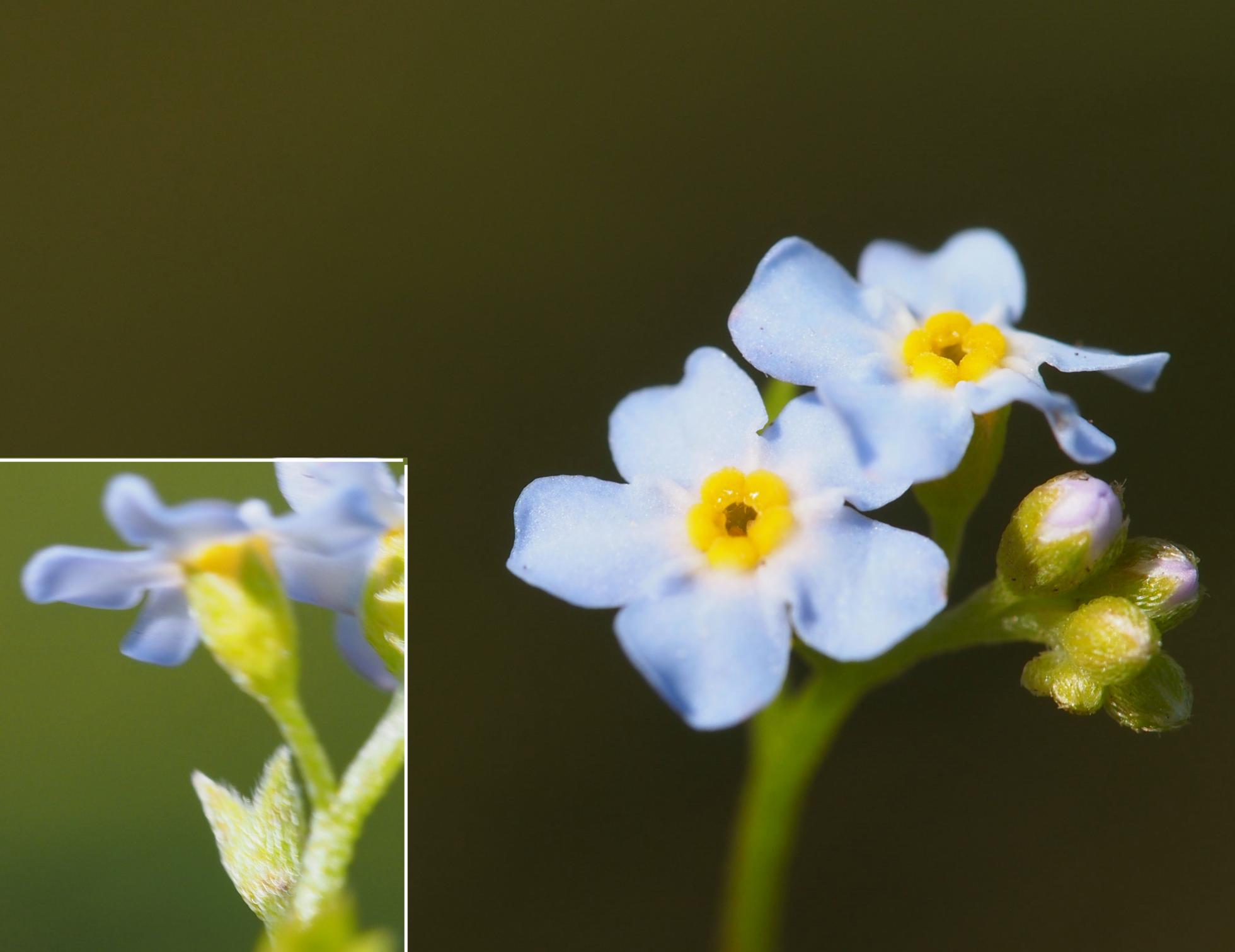 Forget-me-not, Marsh